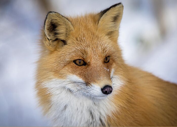 Fox Greeting Card featuring the photograph Red Fox portrait in Hokkaido Japan by Steven Upton