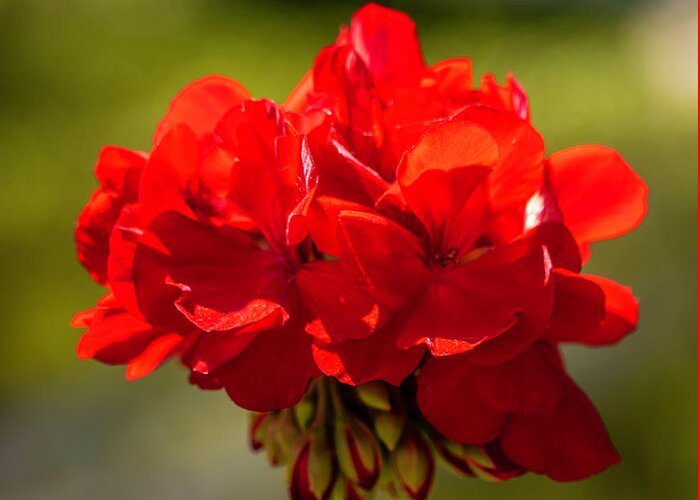 Flower Greeting Card featuring the photograph Red Geranium by Cathy Donohoue