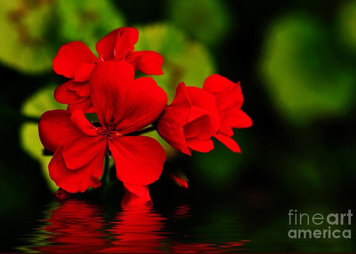 Photography Greeting Card featuring the photograph Red Geranium on Water by Kaye Menner