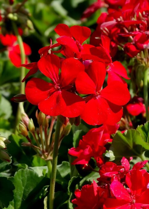Red Geraniums 02 Greeting Card featuring the photograph Red Geraniums 02 by Cynthia Woods