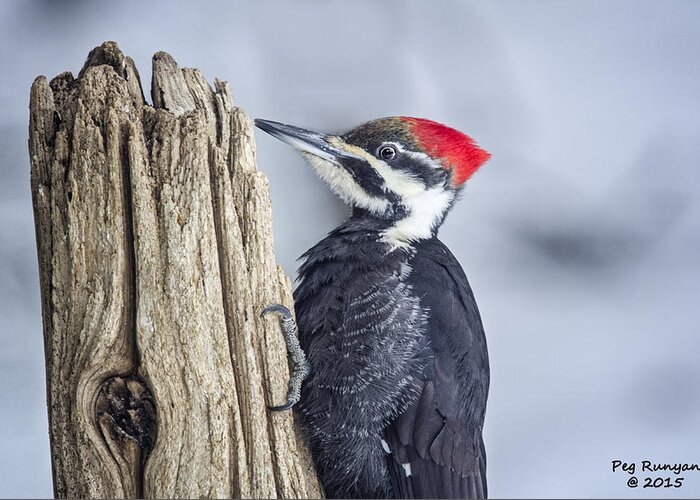 Woodpecker Greeting Card featuring the photograph Red Head by Peg Runyan