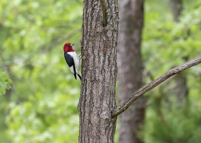Red-headed Woodpecker (melanerpes Erythrocephalus) Greeting Card featuring the photograph Red-headed Woodpecker 2017-1 by Thomas Young