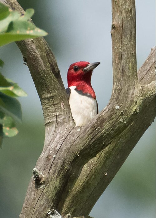 Red-headed Woodpecker Greeting Card featuring the photograph Red-Headed Woodpecker by Holden The Moment