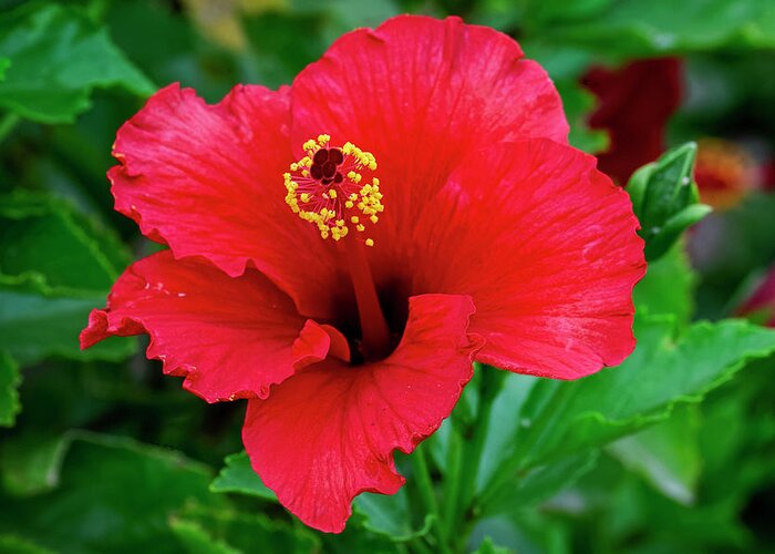 Hibiscus Greeting Card featuring the photograph Red Hibiscus h1833 by Mark Myhaver