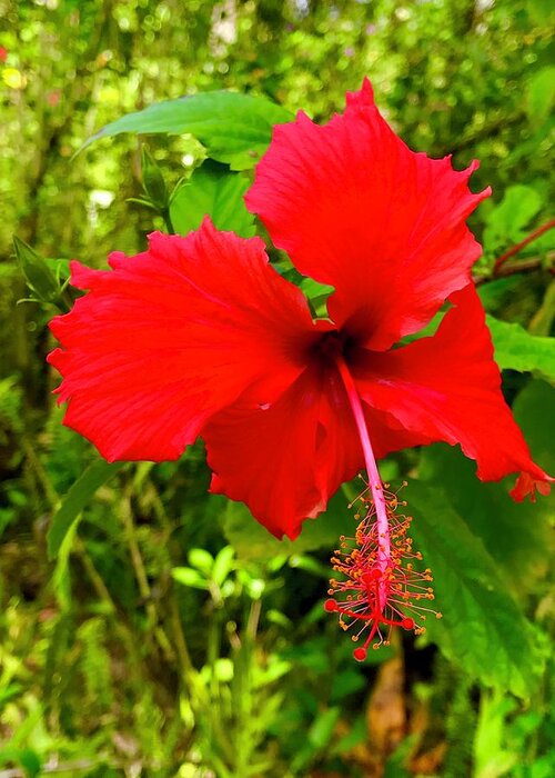 #flowersofaloha -#flowerpower #red #hibiscus Greeting Card featuring the photograph Red Hibiscus in Puna by Joalene Young