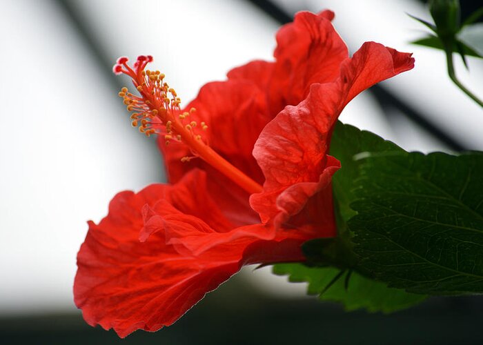 Hibiscus Greeting Card featuring the photograph Red Hot hibiscus. by Terence Davis