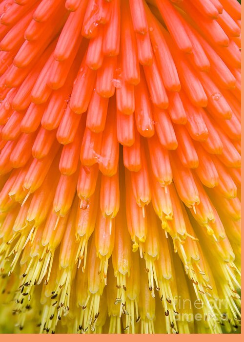 Flowers Greeting Card featuring the photograph Red Hot Poker flower close up by Colin Rayner