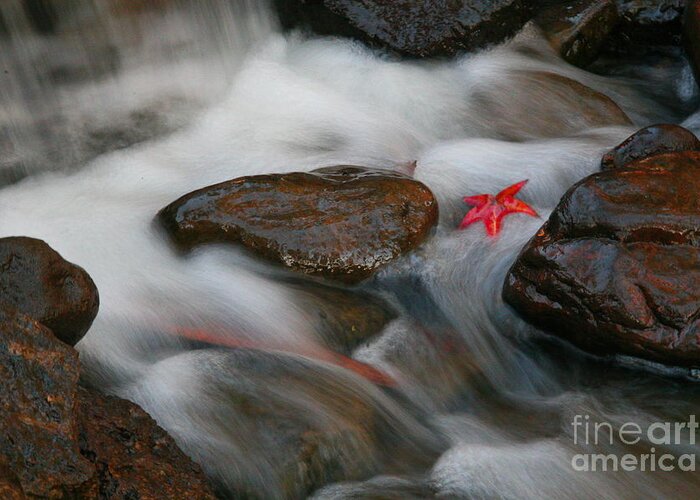 Red Leaf Greeting Card featuring the photograph Red Leaf by Jonathan Harper