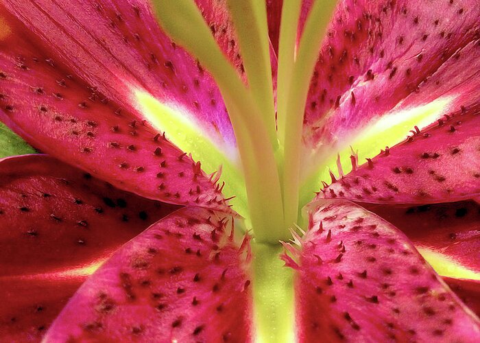 Nature Greeting Card featuring the photograph Red Lily Closeup by Linda Carruth
