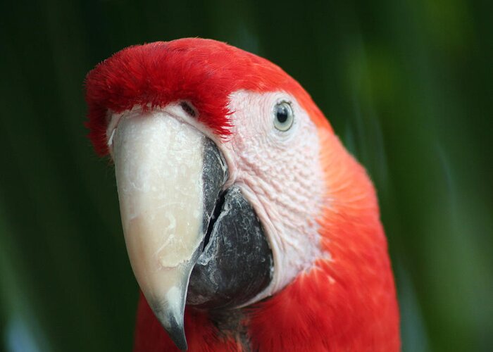 Scarlet Greeting Card featuring the photograph Red Macaw by Anita Parker