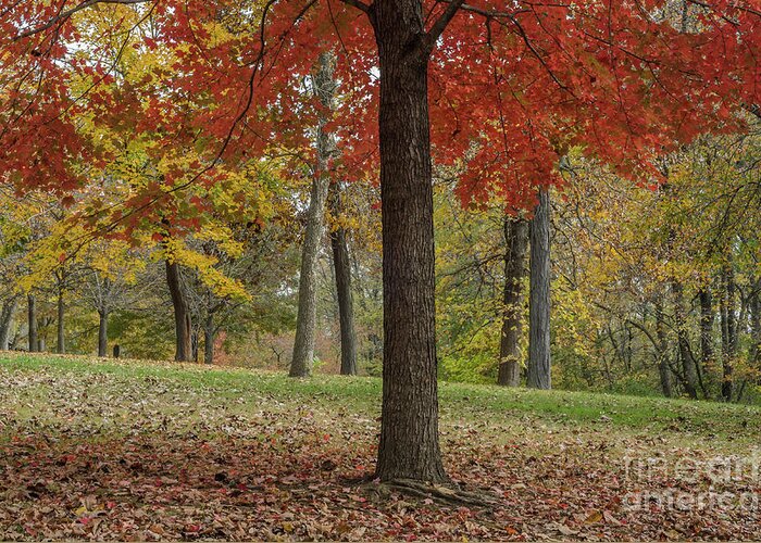 Red Maple Greeting Card featuring the photograph Red Maple and Yellow Trees by Tamara Becker