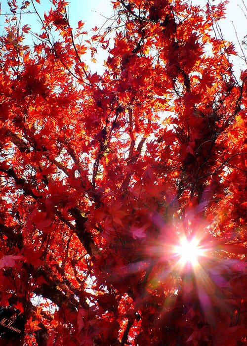 Trees Greeting Card featuring the photograph Red Maple Burst by Wendy McKennon