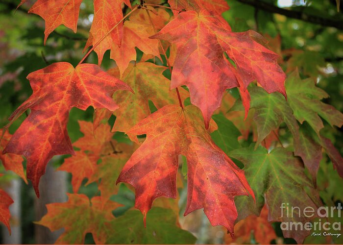 Reid Callaway Majestic Red Greeting Card featuring the photograph Red Maple Eye Magnets Fall Leaf Art by Reid Callaway