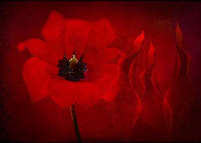 Red Tulip Greeting Card featuring the photograph Red Musical by Marina Kojukhova