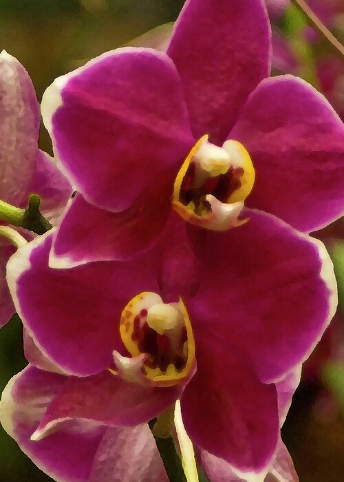 Orchids Greeting Card featuring the photograph Red Orchid by Robert Suggs