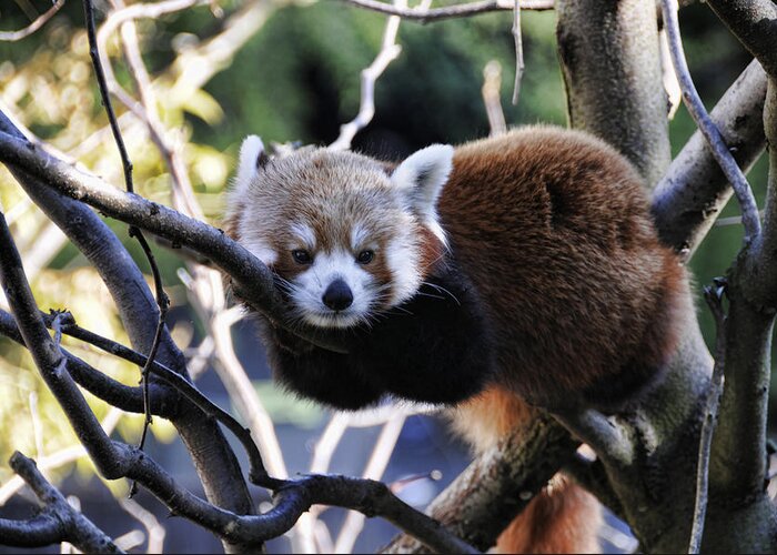 Red Panda Greeting Card featuring the photograph Red Panda by Jody Lovejoy