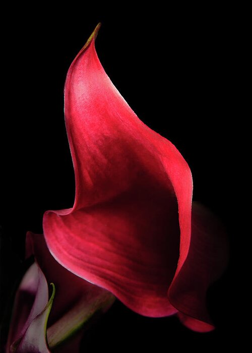 10th Anniversary Greeting Card featuring the photograph Red Passion on Black by Joni Eskridge