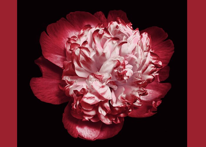Red Peony Greeting Card featuring the photograph Red Peony on Black by Denise Beverly