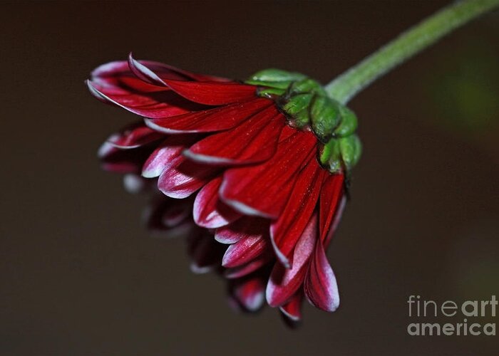 Macro Greeting Card featuring the photograph Red Petals by Carolyn Brown