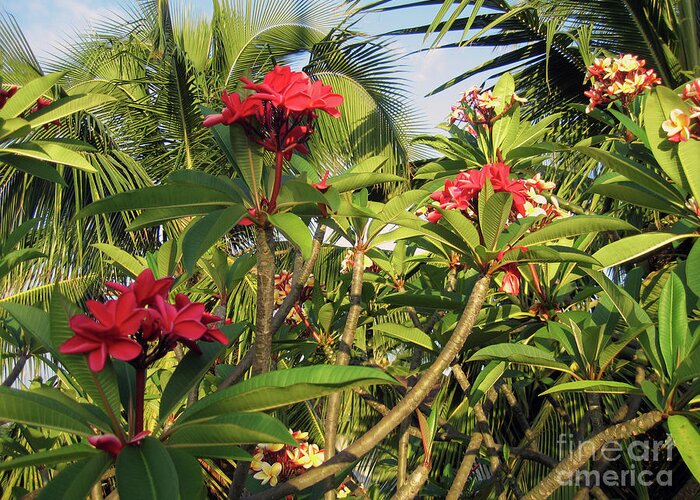 Nieves Nitta Greeting Card featuring the photograph Red Plumeria by Nieves Nitta