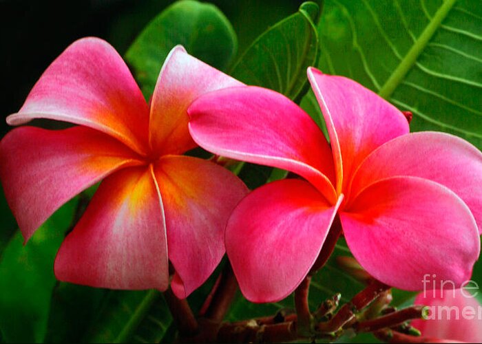 South Pacific Greeting Card featuring the photograph Red Plumeria Flowers by Frank Wicker