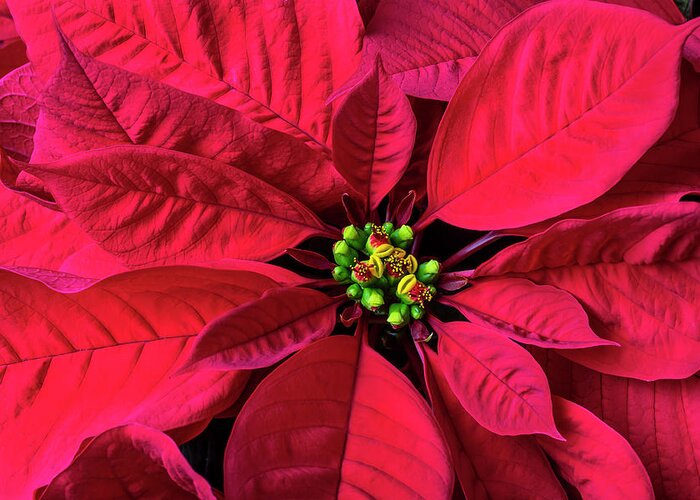 Red Poinsettia Greeting Card featuring the photograph Red Poinsettia by Garry Gay