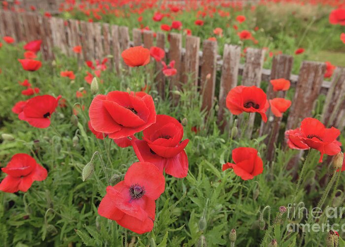Flowers Greeting Card featuring the photograph Red Poppies by Cathy Alba