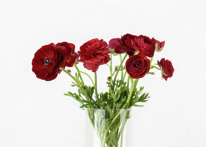 Red Ranunculus Greeting Card featuring the photograph Red Ranunculus by Kim Hojnacki