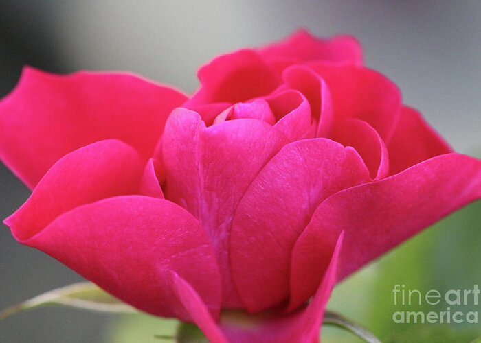 Landscape Greeting Card featuring the photograph Red Rose Close Up by Donna L Munro