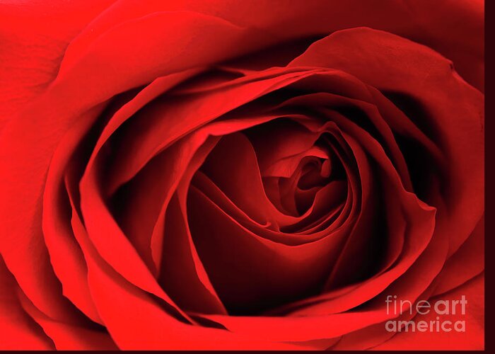 Red Greeting Card featuring the photograph Red Rose Flower by Charline Xia