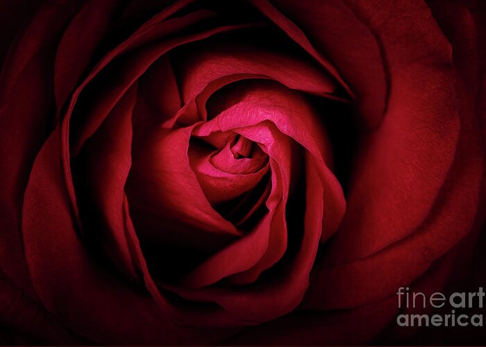 Rose Greeting Card featuring the photograph Red Rose by Jane Rix