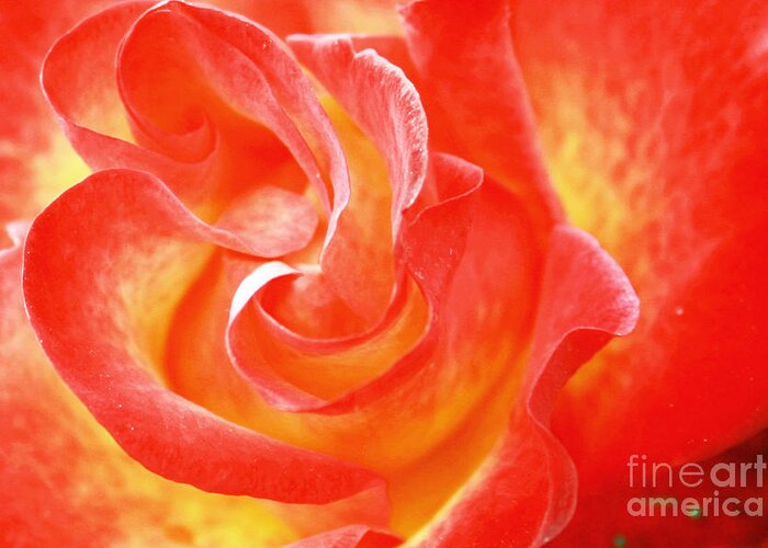 Wall Art Greeting Card featuring the photograph Red Rose by Kelly Holm