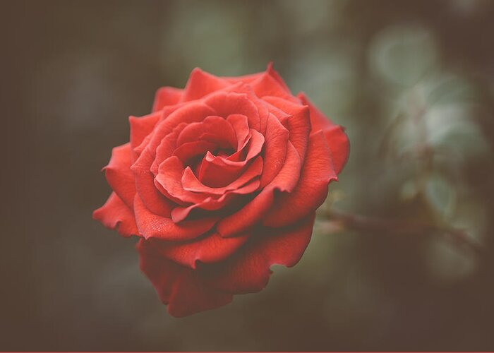 Red Rose Greeting Card featuring the photograph Red Rose by Marco Oliveira
