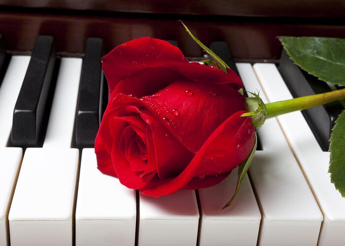 Red Rose Roses Greeting Card featuring the photograph Red rose on piano keys by Garry Gay