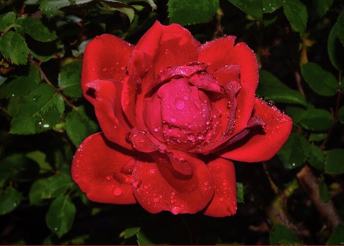 Red Rose Greeting Card featuring the photograph Red Rose With Dewdrops 014 by George Bostian