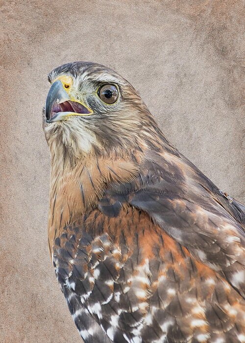 Dawn Currie Photography Greeting Card featuring the photograph Red-shouldered Hawk Artistic Portrait by Dawn Currie