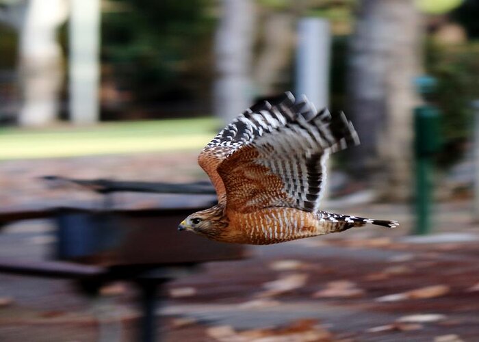 Red-shouldered Hawk Greeting Card featuring the photograph Red-Shouldered Hawk Flying By by Christy Pooschke