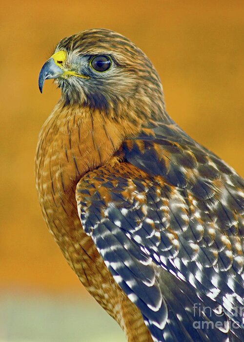 Bird Greeting Card featuring the photograph Red Shouldered Hawk by Larry Nieland