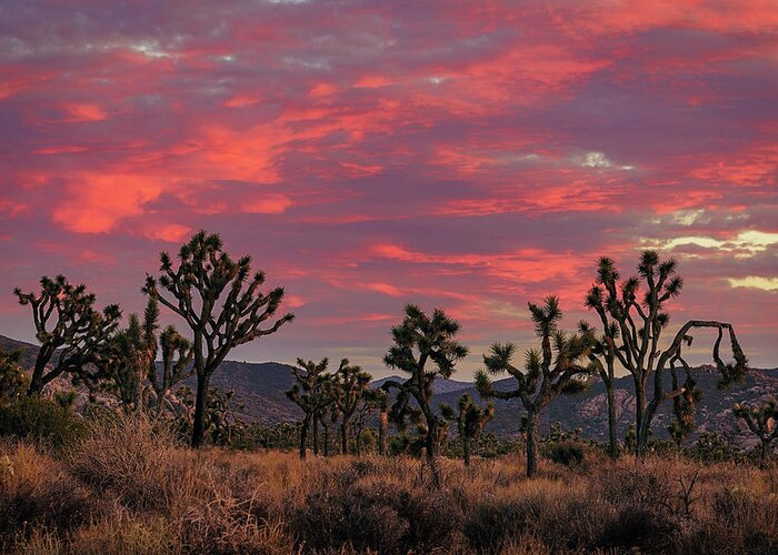 California Greeting Card featuring the photograph Red Sky Over Joshua Tree by John Hight