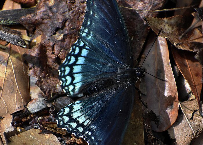 Nature Greeting Card featuring the photograph Red Spotted Purple Admiral by Skip Willits