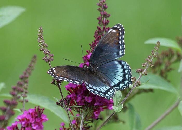 Red-spotted Purple Butterfly Greeting Card featuring the photograph Red-spotted Purple Butterfly on Butterfly Bush by Robert E Alter Reflections of Infinity