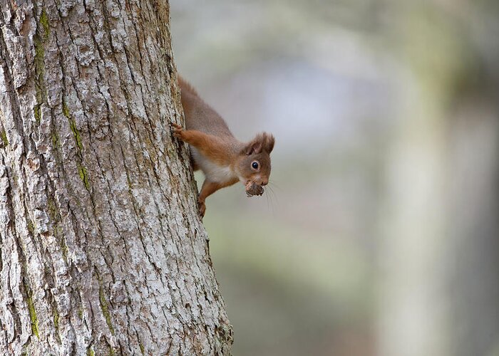 Red Greeting Card featuring the photograph Red Squirrel Climbing Down A Tree by Pete Walkden