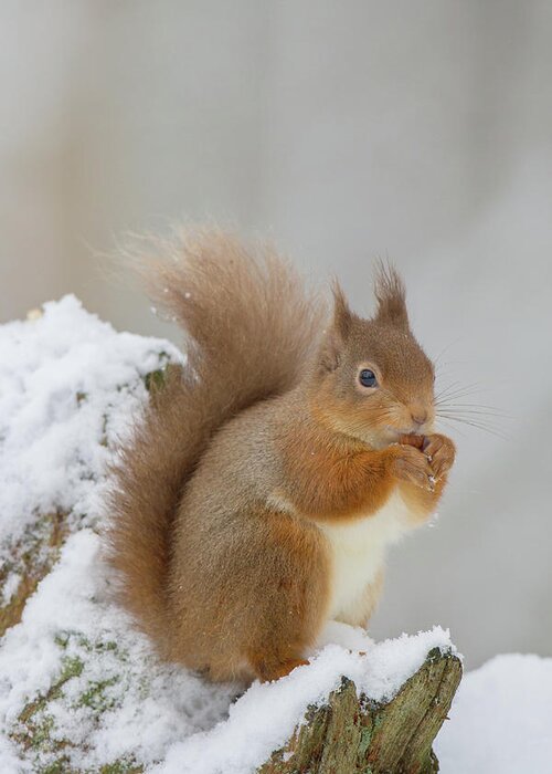 Red Greeting Card featuring the photograph Red Squirrel In The Snow Side On by Pete Walkden