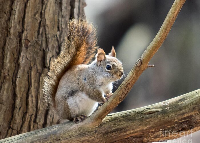 Squirrel Greeting Card featuring the photograph Red Squirrel by Phil Spitze