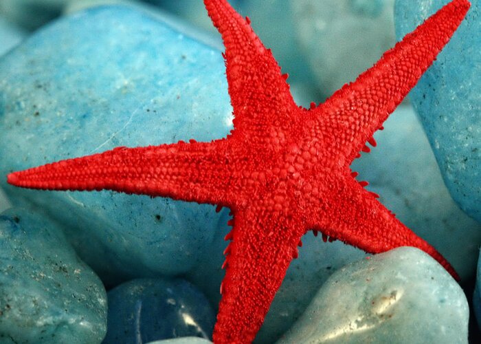 Red Greeting Card featuring the photograph Red Starfish by Gina Cormier