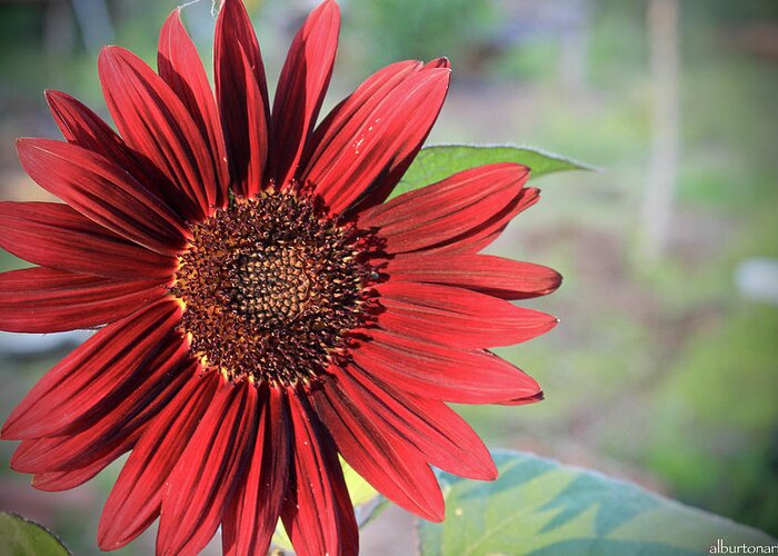 Red Greeting Card featuring the photograph Red Sunflower by April Burton