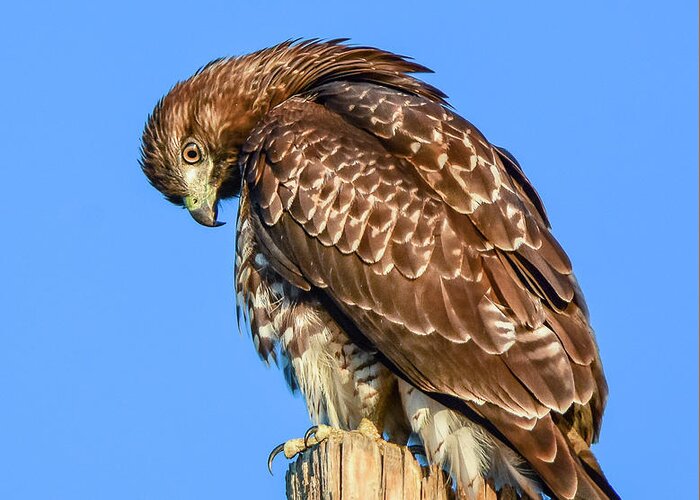 Raptor Greeting Card featuring the photograph Red Tailed Hawk 10 by Rick Mosher