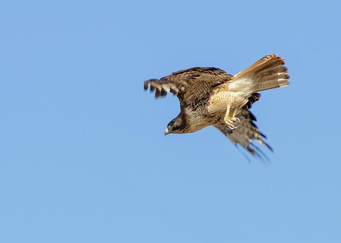 Hawk Greeting Card featuring the photograph Red Tailed Hawk 2 by Rick Mosher
