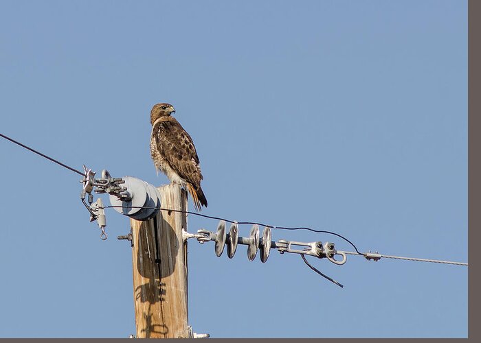 Red Greeting Card featuring the photograph Red Tailed Hawk 5 by Rick Mosher