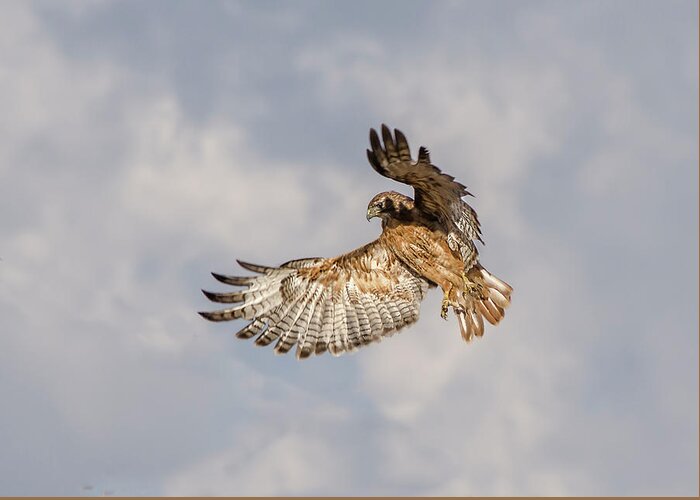 Hawk Greeting Card featuring the photograph Red Tailed Hawk 6 by Rick Mosher